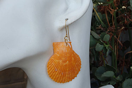 Shell Earrings