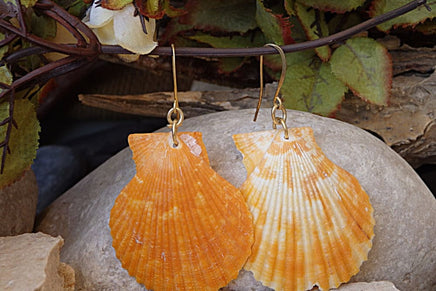 Shell Earrings