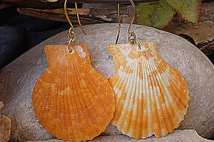 Shell Earrings